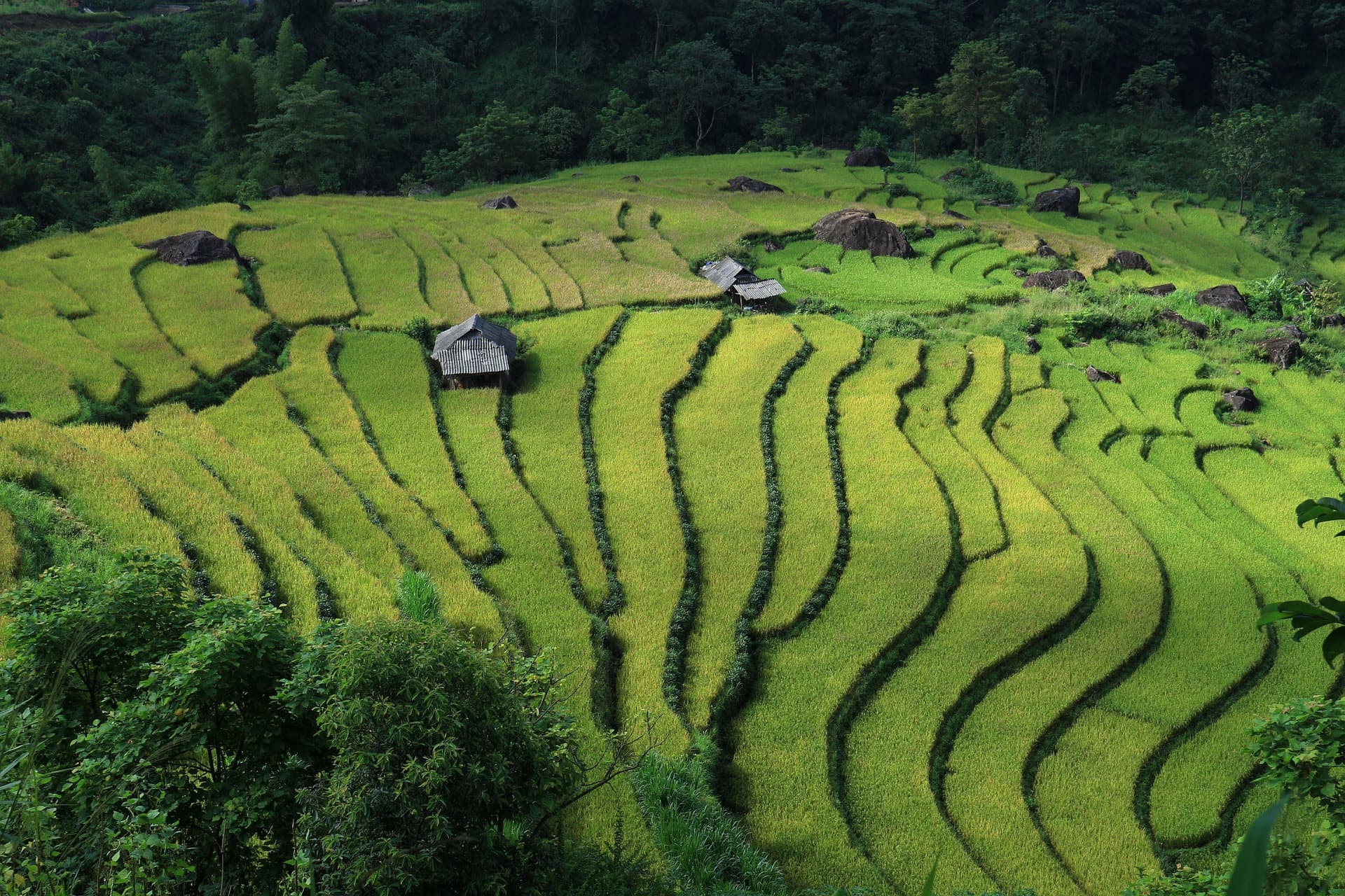 Bậc Thang Mùa Hạ